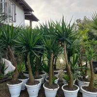 یوکا بنسای در سایز های مختلف با تضمین قیمت و کیفیت