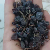 کشمش آفتابی بوانات|خوردنی و آشامیدنی|شیراز, مسکن مهر شیراز|دیوار