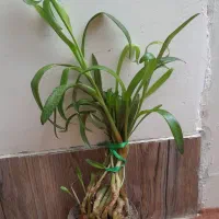 گل۸|گل و گیاه طبیعی|فسا, |دیوار