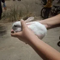 خرگوش
