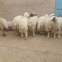 بره|حیوانات مزرعه|اسلام‌‌آباد غرب, |دیوار