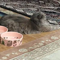 اسکاتیش لانگ هیر ۴ ماهه