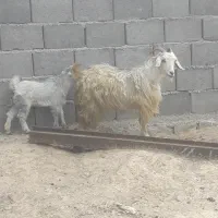 بز زاییده شیرا بزغاله نر