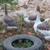 غاز|حیوانات مزرعه|گنبد کاووس, |دیوار