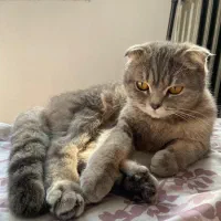 اسکاتیش بلو