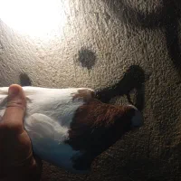 جفت طوقی|پرنده|شیراز, کوشک میدان|دیوار