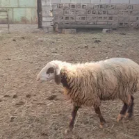 گوسفند