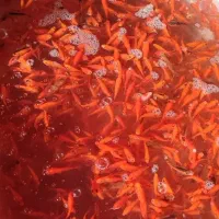 ماهی قرمز|ماهی|سبزوار, ابوریحان|دیوار