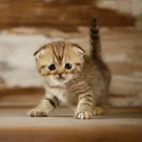 اسکاتیش فولد شیطون و‌ بازیگوش