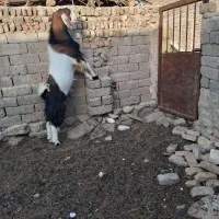 کره