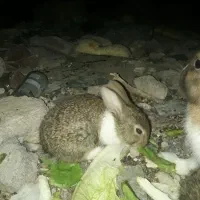 خرگوش|موش و خرگوش|رامهرمز, |دیوار