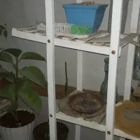 استندگل ۷۰۰|گل و گیاه طبیعی|چغادک, |دیوار