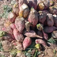 گندم جو چغندر|عمده‌فروشی|کبودرآهنگ, |دیوار