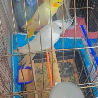 جفت عروس هلندی مولد و رنگ خاص