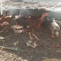 تعدادی جوجه محلی
