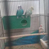 حراج مرغ عشق و فنچ