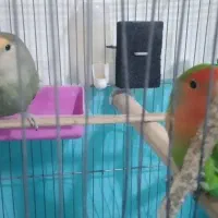 طوطی برزیلی|پرنده|رباط‌کریم, رباط‌کریم|دیوار