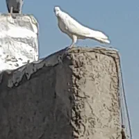 کبوتر گرفتنی کلدار.ابلغ.پیس خطی چاهی