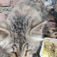 واگذاری گربه|گربه|بوکان, |دیوار