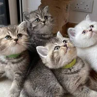 گربه فنجانی/مینیاتوی/دستی/خانگی|گربه|تهران, ولنجک|دیوار