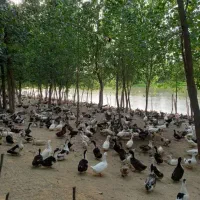 هزار عدد اردک تخمگذار ( مادر )