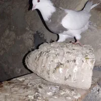 کبوتر ۲۵۰|پرنده|مهر, |دیوار