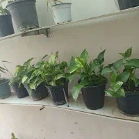 گل‌های آپارتمانی و بیرونی|گل و گیاه طبیعی|ساری, |دیوار