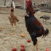 خروس لاری ۱۴ ماه افغان در سلماس|حیوانات مزرعه|خوی, |دیوار