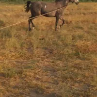 مادیان ۵ساله نژاد کرد یورقه