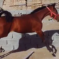 کره مادیان نوه سلطان غلامی