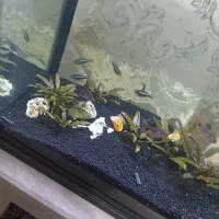 آکواریوم پلنت