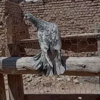 کبوتر هفرنگ