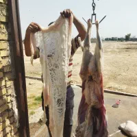 چپش بز بره درجه یک ایلاق|حیوانات مزرعه|اندیمشک, |دیوار