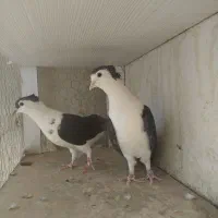 کبوترعطیقه|پرنده|ایرانشهر, |دیوار