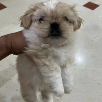 پیکینیز امپریال فوری|سگ|ری, اقدسیه|دیوار