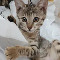 گربه|گربه|بردسکن, |دیوار