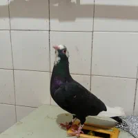 کفتر قره سیاه جوونه