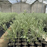 نهال زیتون مقاوم به گرما و سرما، تنها برای شما|گل و گیاه طبیعی|کامیاران, |دیوار
