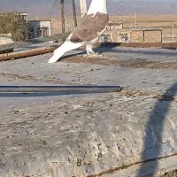 کویتی سرخ نر