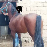 اسب نریان