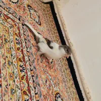 قناری‌نر