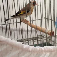 سهره ماده آماده