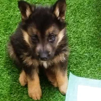 واگذاری توله سگ ژرمن شپرد