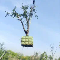 خدمات باغبانی ودرختکاری و گل و درخت فروشی|خدمات باغبانی و درختکاری|تهران, اتحاد|دیوار