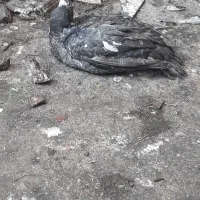 اردک خارجی نر|حیوانات مزرعه|نگین شهر, |دیوار