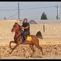 اسب نریون سواری دار