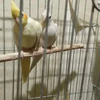 عروس هلندی با جوجه