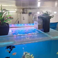 آکواریوم ولوازم وماهی|ماهی|قم, حاج زینل|دیوار