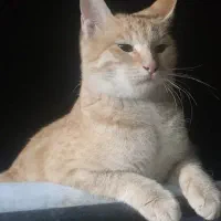 حمایت از گربه ها(سرپرستی)|گربه|تهران, پونک|دیوار