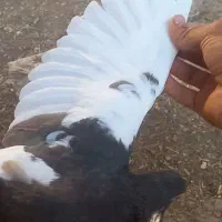 کبوتر|پرنده|شیراز, سلطان آباد|دیوار
